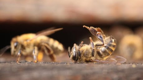 Les abeilles et Monsanto