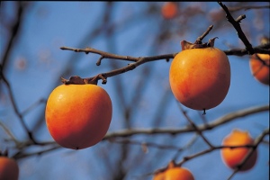 La théorie sur l'alimentation vivante