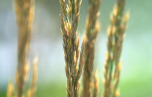 Une histoire de blé bio ancien
