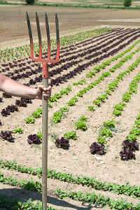 L’agriculture française redevient celle d’un  pays féodal et sous développé