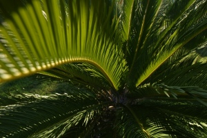 L'huile de palme bio