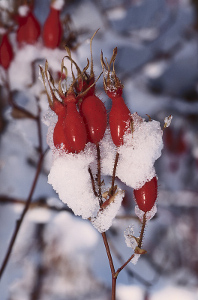 Que faire en hiver dans son jardin bio?