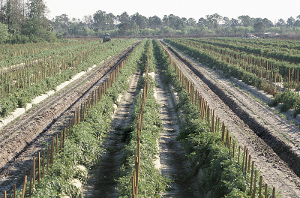 Les pesticides: des chiffres qui font peur