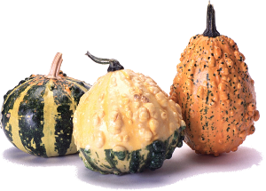Les l�gumes oubli�s ont de dr�les de formes parfois