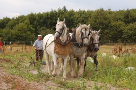 stage de traction animale