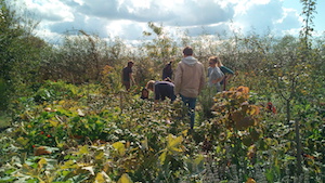Formation Semences - Cueillette