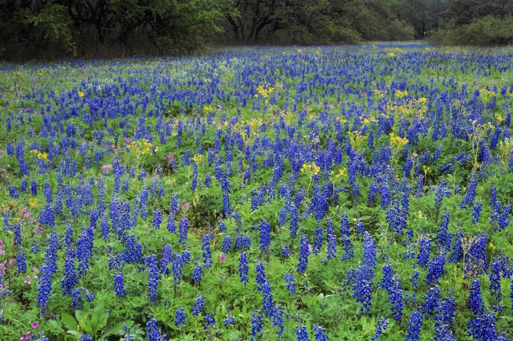 Lupins bleus