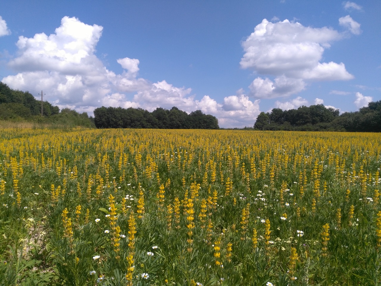 Lupins jaunes