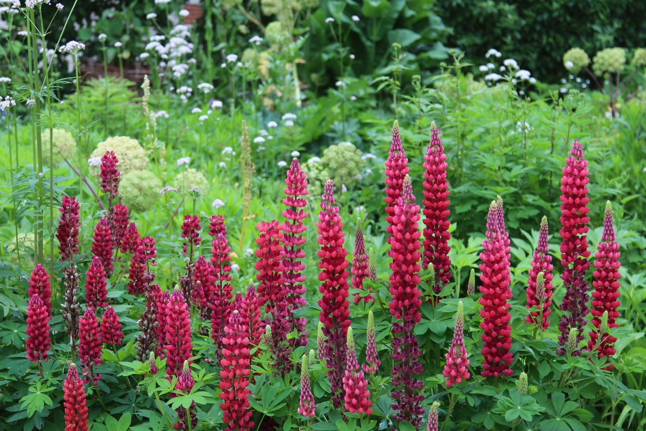 Lupins rouges