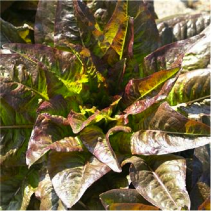 La laitue romaine rouge "oreilles du diable"