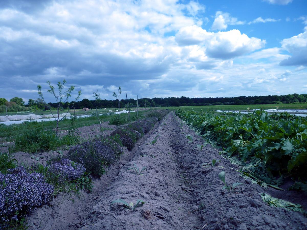 Les potagers de Sainte Marthe