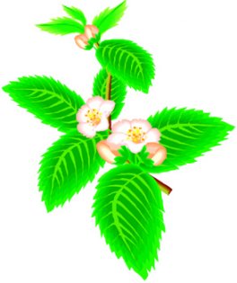 Les bienfaits du thé vert