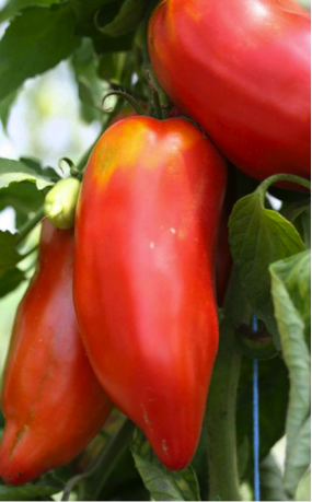 Tomate cornue des Andes